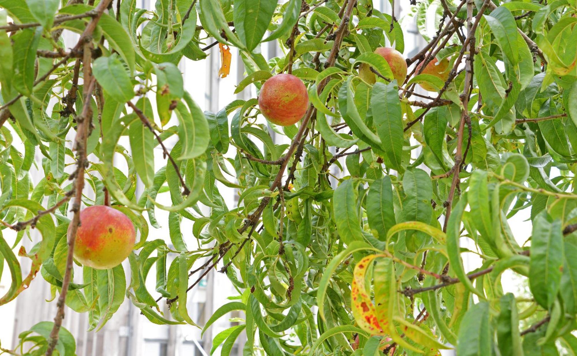 Peach Hostel & Suites Πόρτο Εξωτερικό φωτογραφία